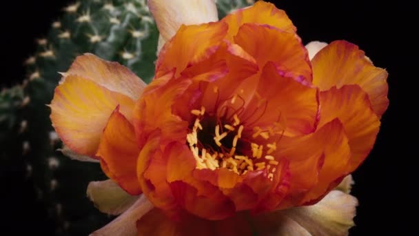 オレンジ色の花サボテン開花のタイムラプス開花サボテンの開花 4Kの高速運動時間経過 サボテンの花の開花を示すビデオ タイムラボ技術を使用して撮影 — ストック動画