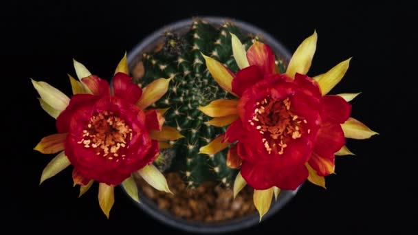 Timelapse Rojo Colorido Flor Del Cactus Que Florece Apertura Lapso — Vídeos de Stock