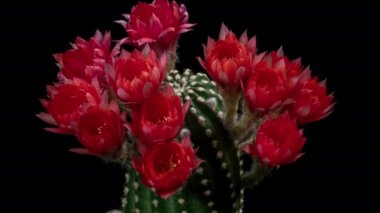 Açan Kaktüs 'ün kırmızı-pembe renkli zamanlaması Kaktüs' ün açılışı / 4k hızlı hareket süreleri çiçek açması / Kaktüs çiçeklerinin filizlenmesini gösteren video zaman laboratuvar teknikleri kullanılarak filme alınmıştır.