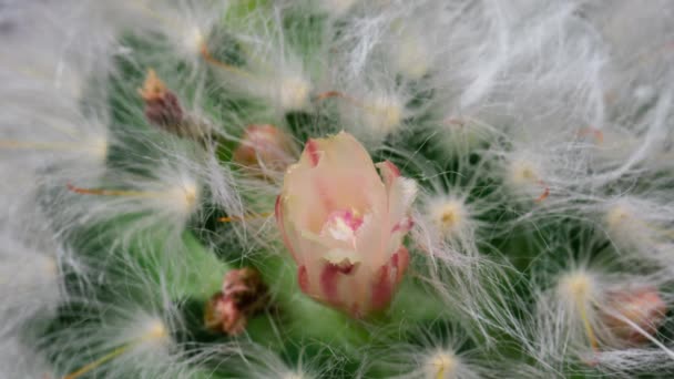 Mini Biały Kolorowy Kwiat Timelapse Kwitnącego Kaktusa Otwieranie Szybki Czas — Wideo stockowe