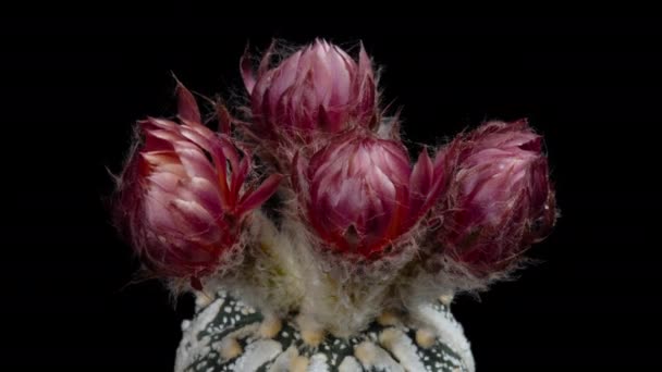 Roze Geel Kleurrijke Bloem Timelapse Van Bloeiende Cactus Opening Fast — Stockvideo