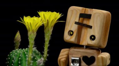 Açan Kaktüs 'ün Sarı Renkli Çiçek Zaman Açılması / 4k hızlı hareket zamanı hızla geçen kaktüs çiçeği / Kaktüs çiçeklerinin filizlenmesini gösteren video zaman laboratuvar teknikleri kullanılarak filme alınmıştır.