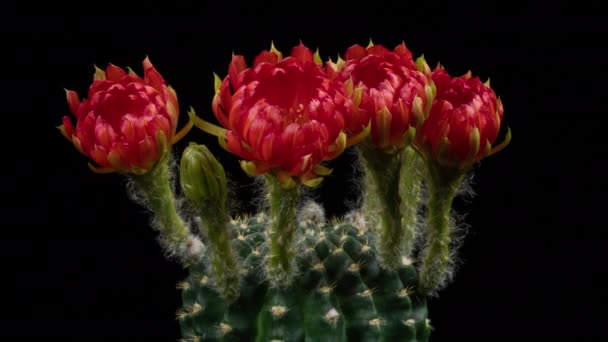 赤いカラフルな花サボテンの開花のタイムラプス開花サボテンの開花 4Kの高速運動時間経過 サボテンの花の開花を示すビデオ タイムラボ技術を使用して撮影 — ストック動画
