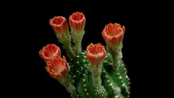 Oranje Kleurrijke Bloem Timelapse Van Bloeiende Cactus Opening Fast Motion — Stockvideo