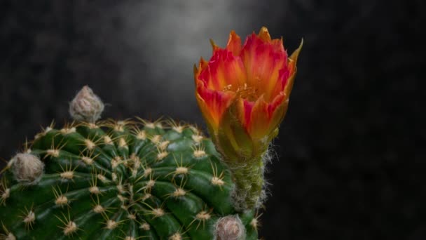 黄色いピンク色の花サボテンの開花時間経過開花サボテンの開花 4Kの高速運動時間経過 サボテンの花の開花を示すビデオ タイムラボ技術を使用して撮影 — ストック動画