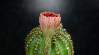 Açan Kaktüs 'ün Turuncu Renkli Zaman Açılması / 4k hızlı hareket zamanı hızla geçen kaktüs çiçeği / Kaktüs çiçeklerinin filizlenmesini gösteren video zaman laboratuvar teknikleri kullanılarak filme alınmıştır.