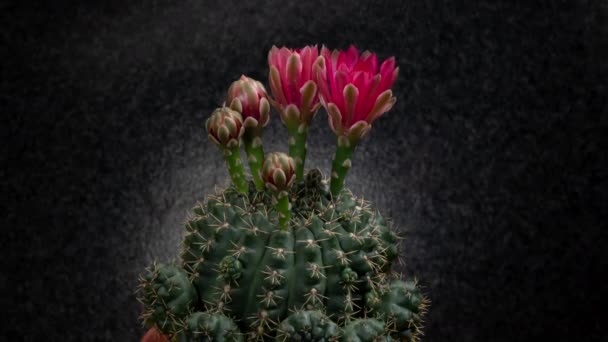 Czerwony Kolorowy Kwiat Timelapse Kwitnącego Kaktusa Otwieranie Szybki Czas Ruchu — Wideo stockowe