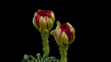Açan Kaktüs 'ün Kırmızı Renkli Çiçek Zaman Açılması / 4k hızlı hareket zamanı hızla geçen kaktüs çiçeği / Kaktüs çiçeklerinin filizlenmesini gösteren video zaman laboratuvar teknikleri kullanılarak filme alınmıştır.