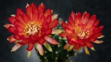 Açan Kaktüs 'ün Kırmızı Renkli Çiçek Zaman Açılması / 4k hızlı hareket zamanı hızla geçen kaktüs çiçeği / Kaktüs çiçeklerinin filizlenmesini gösteren video zaman laboratuvar teknikleri kullanılarak filme alınmıştır.