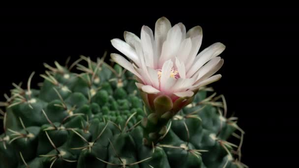 White Colorful Flower Timelapse Blooming Cactus Opening Fast Motion Time — стоковое видео