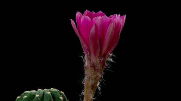 Timelapse Flores Color Rosa Cactus Flor Apertura Lapso Tiempo Movimiento — Vídeos de Stock