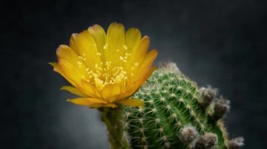 Açan Kaktüs 'ün Sarı Renkli Çiçek Zaman Açılması / 4k hızlı hareket zamanı hızla geçen kaktüs çiçeği / Kaktüs çiçeklerinin filizlenmesini gösteren video zaman laboratuvar teknikleri kullanılarak filme alınmıştır.