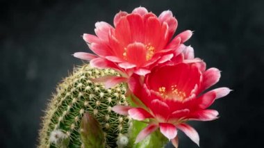 Açan Kaktüs 'ün Kırmızı Renkli Çiçek Zaman Açılması / 4k hızlı hareket zamanı hızla geçen kaktüs çiçeği / Kaktüs çiçeklerinin filizlenmesini gösteren video zaman laboratuvar teknikleri kullanılarak filme alınmıştır.