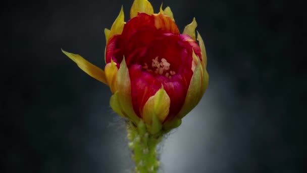 Červená Barevný Květ Timelapse Kvetoucího Kaktusu Otevření Rychlý Pohyb Čas — Stock video