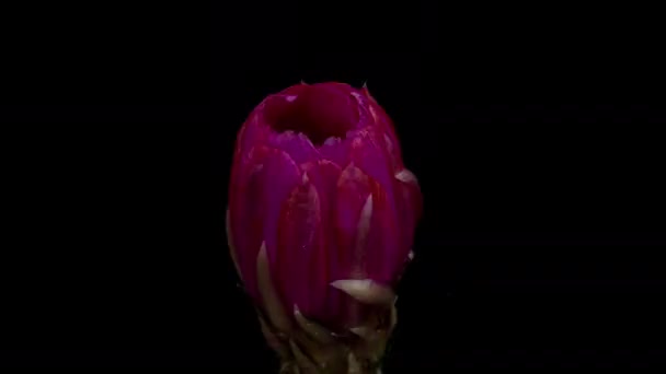 Pink Colorful Flower Timelapse Blooming Cactus Opening Fast Motion Time — Video Stock