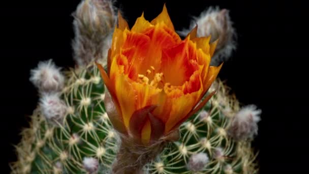 Oranžový Barevný Květ Timelapse Kvetoucího Kaktusu Otevírání Rychlý Pohyb Čas — Stock video