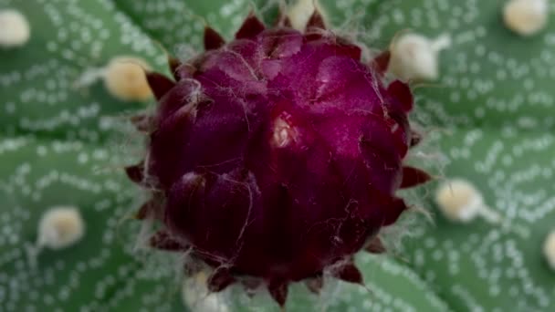 Timelapse Flor Color Amarillo Rosado Cactus Flor Apertura Rápido Lapso — Vídeos de Stock