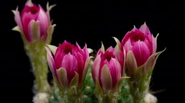 Blooming Cactus 'un Pembe Renkli Çiçek Zaman Açılma Kaktüsü Açma / 4k hızlı hareket zamanı hızla geçen kaktüs çiçeği / Kaktüs çiçeklerinin açtığını gösteren video zaman laboratuvar teknikleri kullanılarak filme alınmıştır.