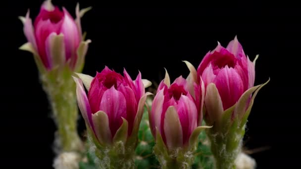 Pink Colorful Flower Timelapse Blooming Cactus Opening Fast Motion Time — стоковое видео