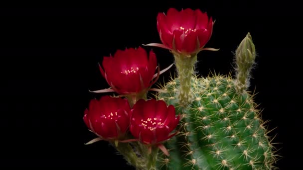 赤いカラフルな花サボテンの開花のタイムラプス開花サボテンの開花 4Kの高速運動時間経過 サボテンの花の開花を示すビデオ タイムラボ技術を使用して撮影 — ストック動画