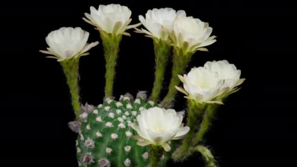 White Colorful Flower Timelapse Blooming Cactus Opening Fast Motion Time — стоковое видео