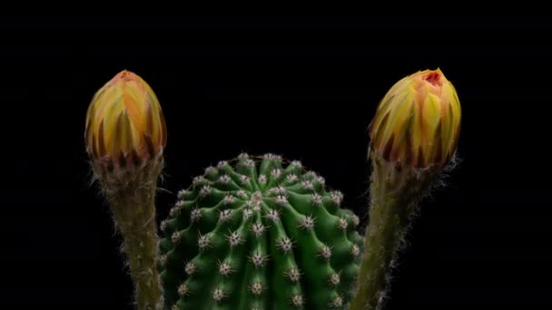 Yellow Colorful Flower Timelapse Blooming Cactus Opening Fast Motion Time — Stock Video