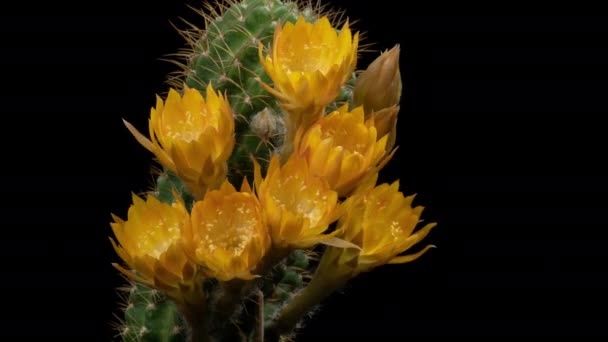 黄色のカラフルな花の開花サボテンのタイムラプス開花サボテンの花の開 4Kの高速運動時間経過 サボテンの花の開花を示すビデオ タイムラボ技術を使用して撮影 — ストック動画
