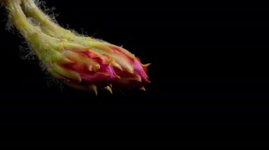 Blooming Cactus 'un Mor Renkli Çiçek Zamanı Kaktüs Açma / 4k hızlı çekim zaman aşımı çiçek / Kaktüs çiçeklerinin açtığını gösteren video zaman laboratuvar teknikleri kullanılarak filme alınmıştır.