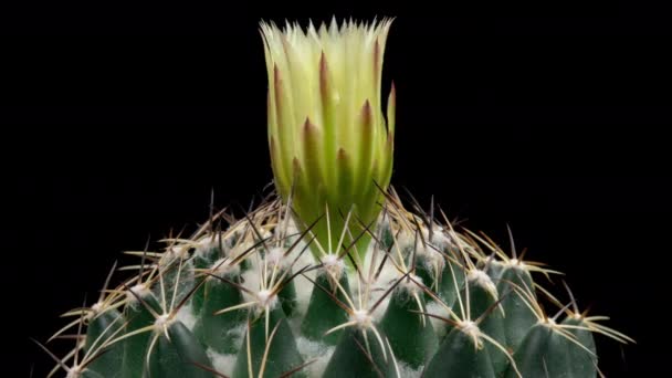 White Colorful Flower Timelapse Blooming Cactus Opening Fast Motion Time — Stock Video