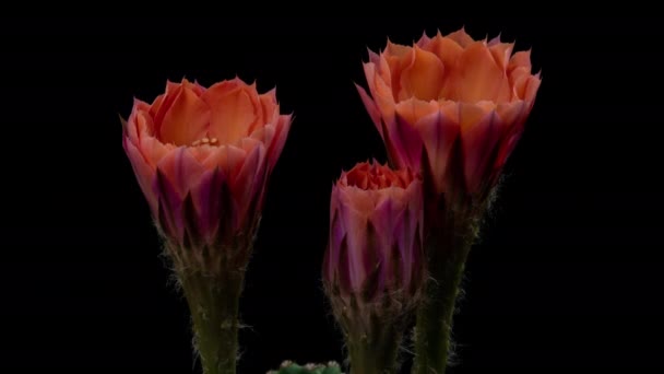 Old Rose Pink Colorida Flor Timelapse Cactus Flor Apertura Rápido — Vídeos de Stock