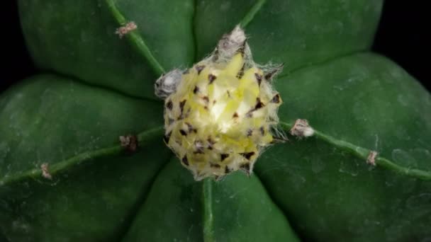 Flor Colorida Amarela Timelapse Blooming Cactus Opening Fast Motion Time — Vídeo de Stock