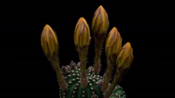 Geel Kleurrijke Bloem Timelapse Van Bloeiende Cactus Opening Fast Motion — Stockvideo