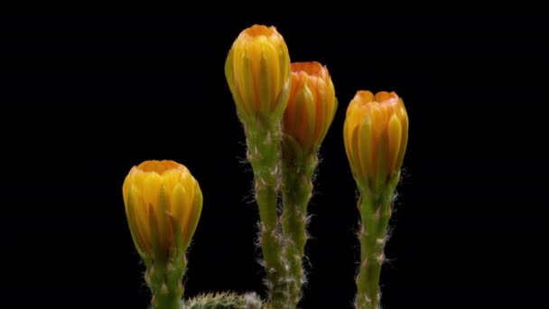 Fleur jaune colorée Timelapse de cactus en fleurs Ouverture / 4k fast motion time lapse d'une fleur de cactus en fleurs / Vidéo montrant la floraison des fleurs de cactus, Filmé à l'aide de techniques de laboratoire temporel 