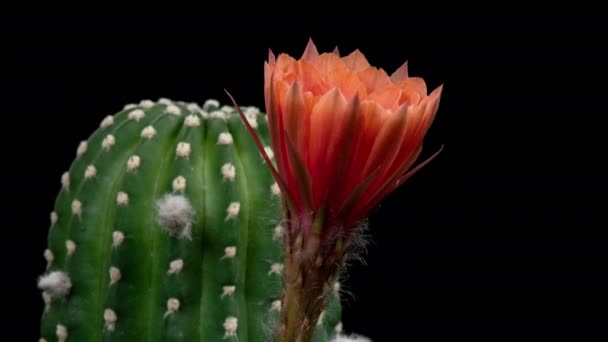 Old Rose Colorful Flower Timelapse Blooming Cactus Opening Fast Motion — Stock Video