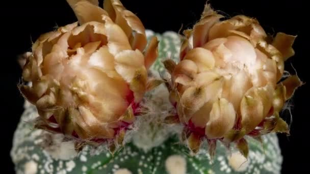 Wit Goud Kleurrijke Bloem Timelapse Van Bloeiende Cactus Opening Fast — Stockvideo