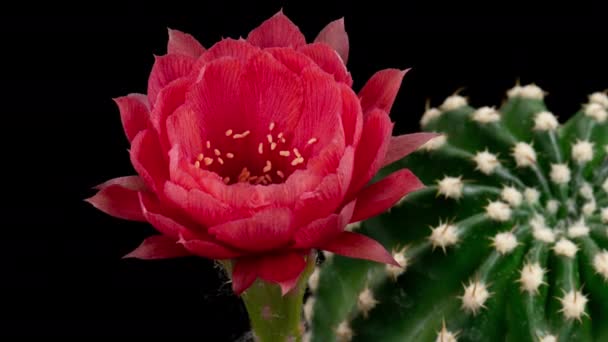 Hot Pink Färgglada Blomma Timelapse Blommande Kaktus Öppning Snabb Rörelse — Stockvideo