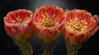 Açan Kaktüs 'ün Turuncu Renkli Zaman Açılması / 4k hızlı hareket zamanı hızla geçen kaktüs çiçeği / Kaktüs çiçeklerinin filizlenmesini gösteren video zaman laboratuvar teknikleri kullanılarak filme alınmıştır.