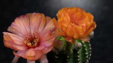 Açan Kaktüs 'ün Turuncu Renkli Zaman Açılması / 4k hızlı hareket zamanı hızla geçen kaktüs çiçeği / Kaktüs çiçeklerinin filizlenmesini gösteren video zaman laboratuvar teknikleri kullanılarak filme alınmıştır.