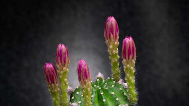 Rosa Färgglada Blomma Timelapse Blommande Kaktus Öppning Snabb Rörelse Tid — Stockvideo