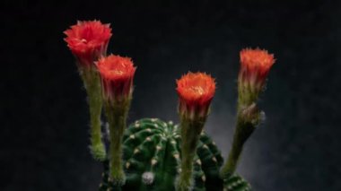 Çiçekli Kaktüs Açma / 4k hızlı hareket sürati olan Çiçekli Eski Gül Kaktüsü Kaktüs Çiçeği / Video zaman laboratuvar teknikleri kullanılarak çekilen kaktüs çiçeklerinin çiçek açtığını gösteriyor