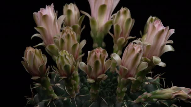 Flor Colorida Branca Timelapse Blooming Cactus Opening Fast Motion Time — Vídeo de Stock