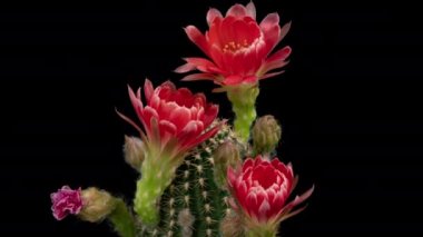 Açan Kaktüs 'ün Kırmızı Renkli Çiçek Zaman Açılması / 4k hızlı hareket zamanı hızla geçen kaktüs çiçeği / Kaktüs çiçeklerinin filizlenmesini gösteren video zaman laboratuvar teknikleri kullanılarak filme alınmıştır.