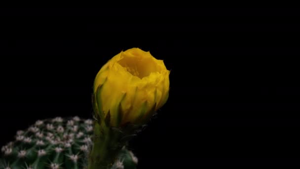 Żółty Kolorowy Kwiat Timelapse Kwitnącego Kaktusa Otwieranie Szybki Czas Ruchu — Wideo stockowe