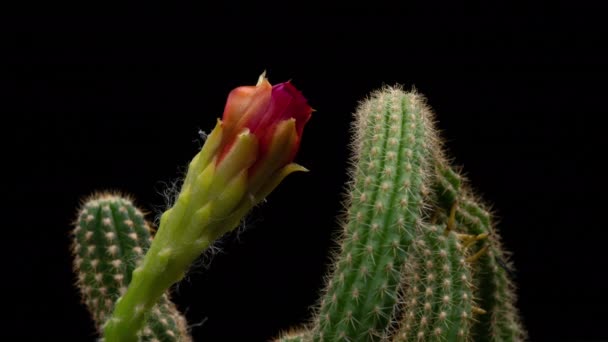 Magenta Colorful Flower Timelapse Blooming Cactus Opening Zeitraffer Einer Blühenden — Stockvideo