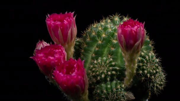 Roze Rood Kleurrijke Bloem Timelapse Van Bloeiende Cactus Opening Fast — Stockvideo