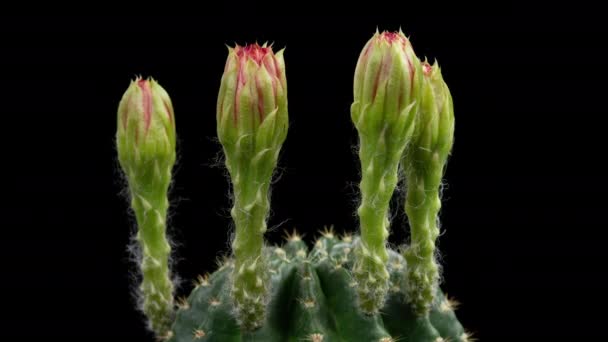 Timelapse Rojo Colorido Flor Del Cactus Que Florece Apertura Lapso — Vídeos de Stock