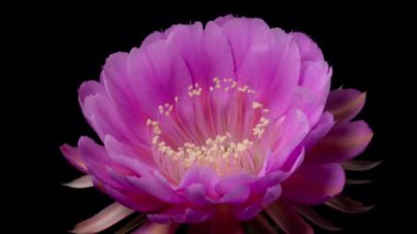Blooming Cactus 'un Pembe Renkli Çiçek Zaman Açılma Kaktüsü Açma / 4k hızlı hareket zamanı hızla geçen kaktüs çiçeği / Kaktüs çiçeklerinin açtığını gösteren video zaman laboratuvar teknikleri kullanılarak filme alınmıştır.