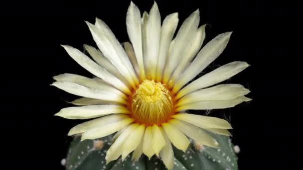 White Colorful Flower Timelapse Blooming Cactus Opening Fast Motion Time — Stock Video