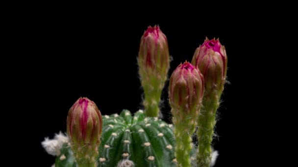 Flor Colorida Rosa Vermelha Timelapse Blooming Cactus Opening Fast Motion — Vídeo de Stock