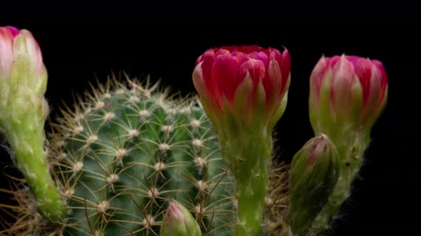 Timelapse Flores Color Rosa Rojo Cactus Flor Apertura Lapso Tiempo — Vídeo de stock